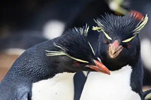 Penguin Prints: Rockhopper penguins (Eudyptes chrysocome) squabble