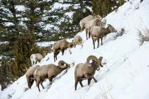 Yellow Stone Prints: Rocky Mountain Bighorn Sheep (Ovis canadensis canadensis) searching for grazing beneath deep snow