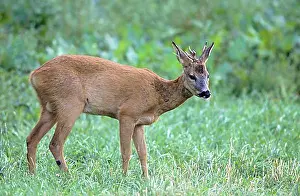 Adult Male Prints: Roe Deer buck, yearling with abnormal antler standing in a forest meadow (european roe deer (Capreolus capreolus)