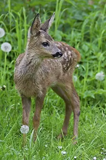 Looks Into The Camera Prints: Roe deer (Capreolus capreolus) fawn among vegetation in forest's edge, Germany, Europe