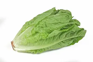 Vegetables Prints: Romaine lettuce, cropped, studio shot