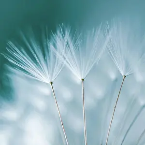 Softness Prints: romantic dandelion flower in springtime, textured background