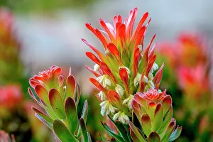 Wildflowers Prints: Rooistompie (Mimetes cucullatus)