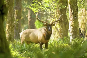 Antler Prints: Roosevelt elk (Cervus canadensis roosevelti) standing in a forest
