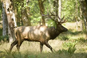 Deer Prints: Roosevelt elk (Cervus canadensis roosevelti) walking in a forest