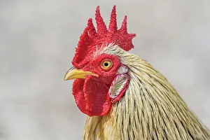 Chicken Prints: Rooster, Grand Cayman, BWI