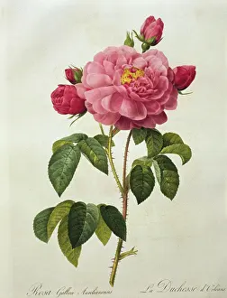 Rose Prints: Rosa Gallica Aurelianensis From Les Roses Pierre Joseph Redoute (1759-1804 French) Newberry Library
