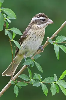 Avian Prints: Rose_breasted Grosbeak Pheucticus ludovicianus perched on a branch in Eastern Ontario