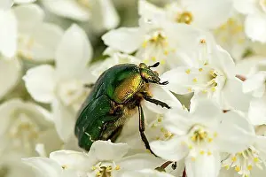 Natural Habitat Prints: Rose chafers (Cetonia aurata), rough deutzia (Deutzia scabra)
