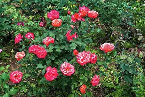 Blossoms Prints: Rose flowers in Nehru park Kothagiri Kotagiri