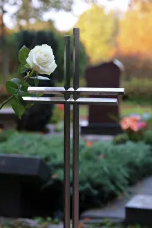 Rose Prints: rose, kreuz, vermissen, trauer, rosen