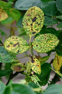 England Prints: Rose rust, Phragmidium mucronatum