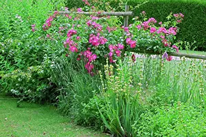 Mixed Border Prints: Rose-tree Mozart in bloom in a garden