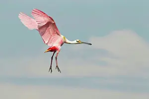 Maritime Prints: Roseate Spoonbill (Ajaia ajaja) adult