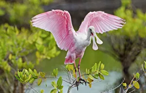a ROSEATE SPOONBILL squawking while standing on a branch with wings raised
