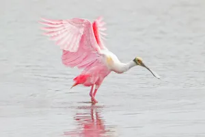 a ROSEATE SPOONBILL with wings raised walking in water with wings raised