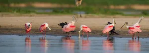 Nick Garbutt Prints: Roseate Spoonbills (Ajaia ajaja) (sometimes Platalea ajaja)