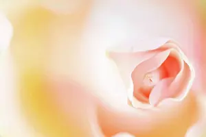Pastel Prints: rosebud, pastel pink color, close-up