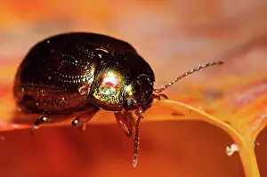 Alien Prints: Rosemary Beetle (Chrysolina americana) introduced species