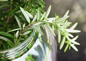 Fragrance Prints: Rosemary leaves closeup in glass jar