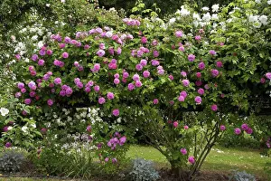 Woody Plant Prints: Roses Seven Sister Rose and City of York in May France