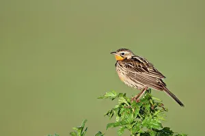 Rosy-Breasted Longclaw (Macronyx ameliae) perching on leaves