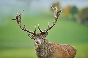 Deer Prints: Rothirsch (Cervus elaphus) Maennchen bei der Brunft in den Alpen