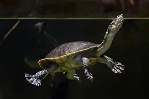 Turtle Prints: Roti Island snake-necked turtle (Chelodina mccordi)