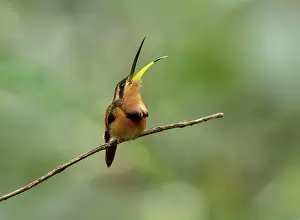 Singing Prints: Rotschattenkolibri, Rotschatten-Kolibri