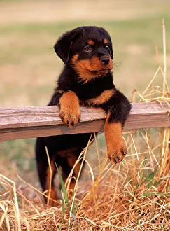 Standing Up Prints: Rottweiler, AKC, 8-week-old puppy Bayne photographed at Creamer's Field in Fairbanks