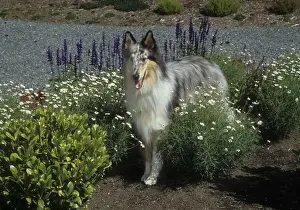 Curiosity Prints: Rough coat collie dog standing in a field