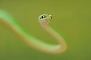 Exterior Photograph Prints: Rough Green Snake (Opheodrys aestivus)