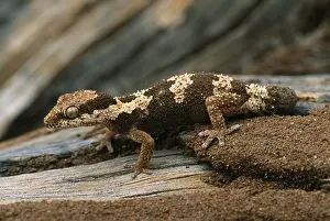 Reptiles Prints: rough-scaled gecko pachydactylus rugosus near kakamas, south africa