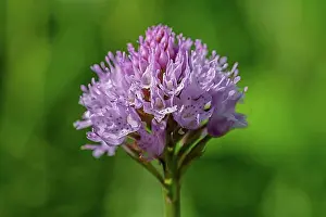 Blossoms Prints: Round-leaved orchid (Traunsteinera globosa)