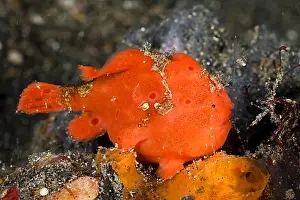 Adjusting Prints: Round spotted frogfish moves fishing rod 2