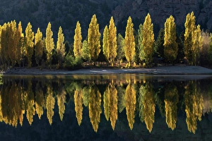 Non Urban Prints: A row of poplar trees reflected in autumnal colours