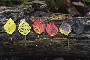 Angel Prints: Row of various wet autumn leaves on dead wood