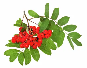 rowan berries and green leaves red rowan berries and green leaves isolated on white background Copyright: xZoonar