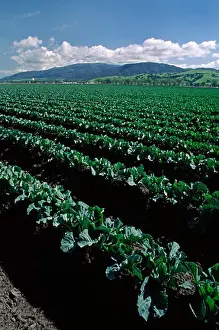 Vegetables Prints: Rows of young cauliflower, Salinas Valley, California