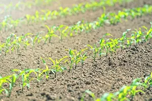 Lined Up Prints: Rows of young green corn plants. Corn seedling on the field