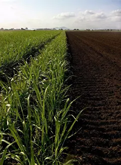 Pure Prints: Rows of young sugarcane growing in ploughed field
