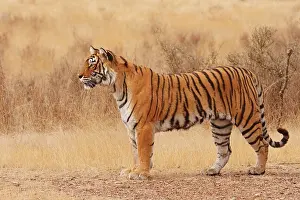 Royal Bengal / Indian Tiger walking around grassland (Panthera tigris)
