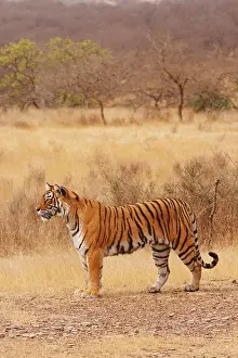 Royal Bengal Tiger in the dry grassland, Ranthambhor National Park, India