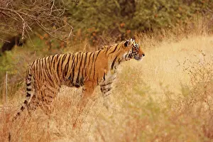 Royal Bengal Tiger watching from the grassland, Ranthambhor National Park, India