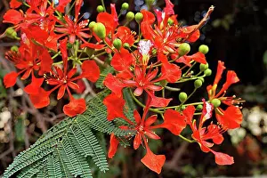 Royal Poinciana, Flamboyant (Delonix regia)