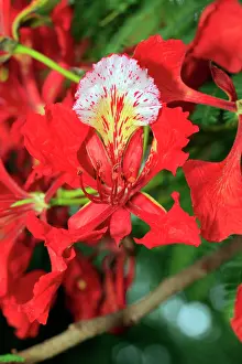 Royal Poinciana, Flamboyant Tree, (Delonix regia), Mkuze, Natal, South Africa, Africa, blooming tree