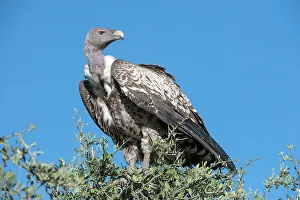 Serengeti Prints: Rppells Griffon Vulture (Gyps rueppellii) perched on bush