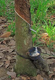 Produce Prints: Rubber tree trunk with bowl collecting latex