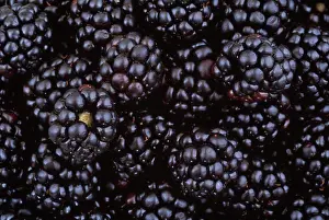 Large Group Prints: Rubus fruticosus, Blackberry, wild