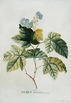 Pencil Prints: Rubus. Georg Dionysius Ehret (1708-1770)